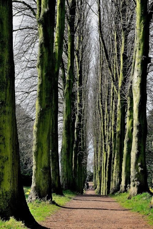 Avenue of Lime Trees at  Wentworth Castle near Barnsley