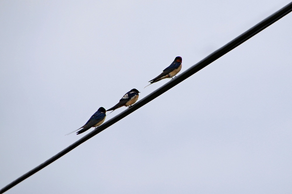 Spring swallows at Otterton