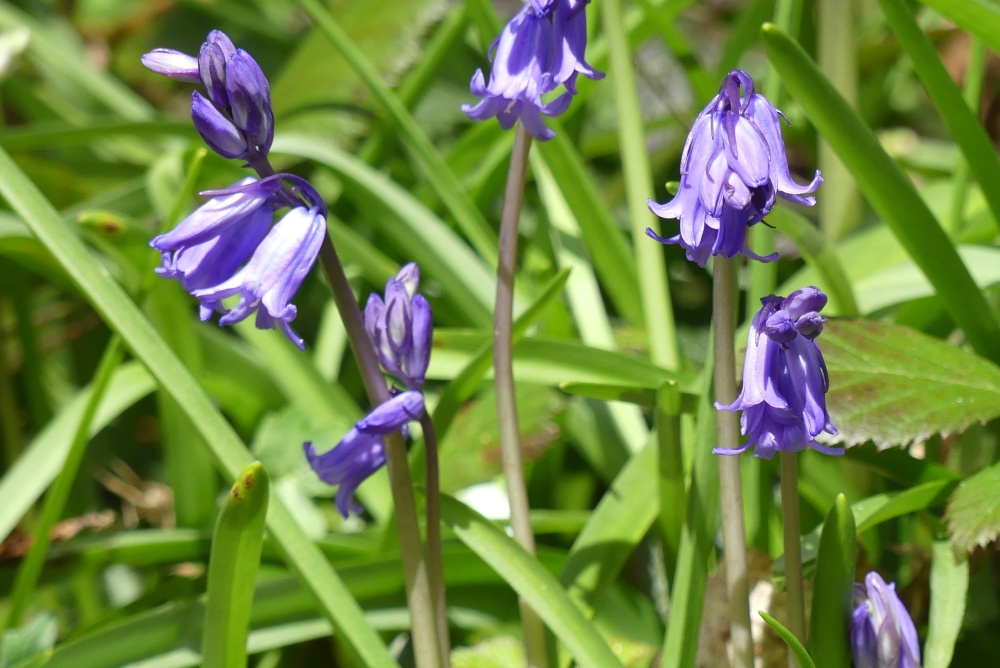 Photograph of Bluebells, Wadebridge, Cornwall