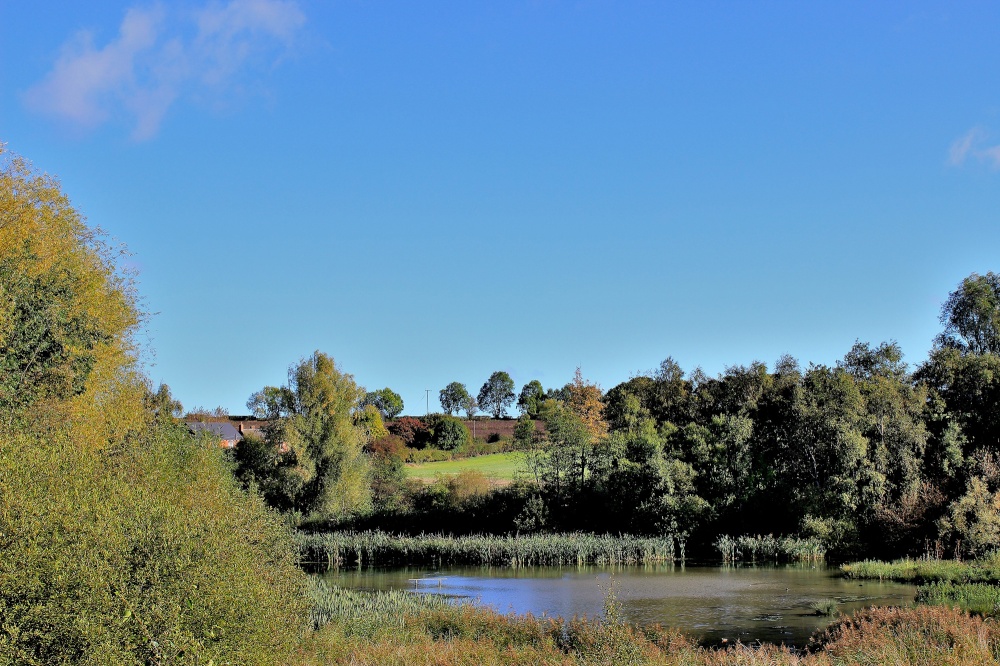 Carlton Marsh Nature Reserve photo by Tom Curtis