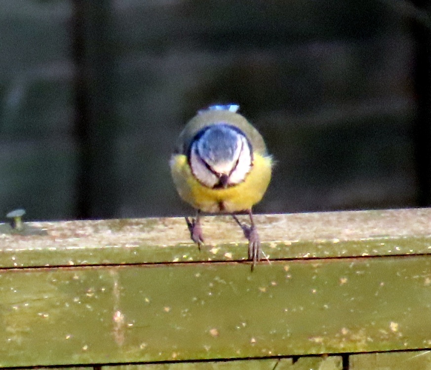 Bluetit