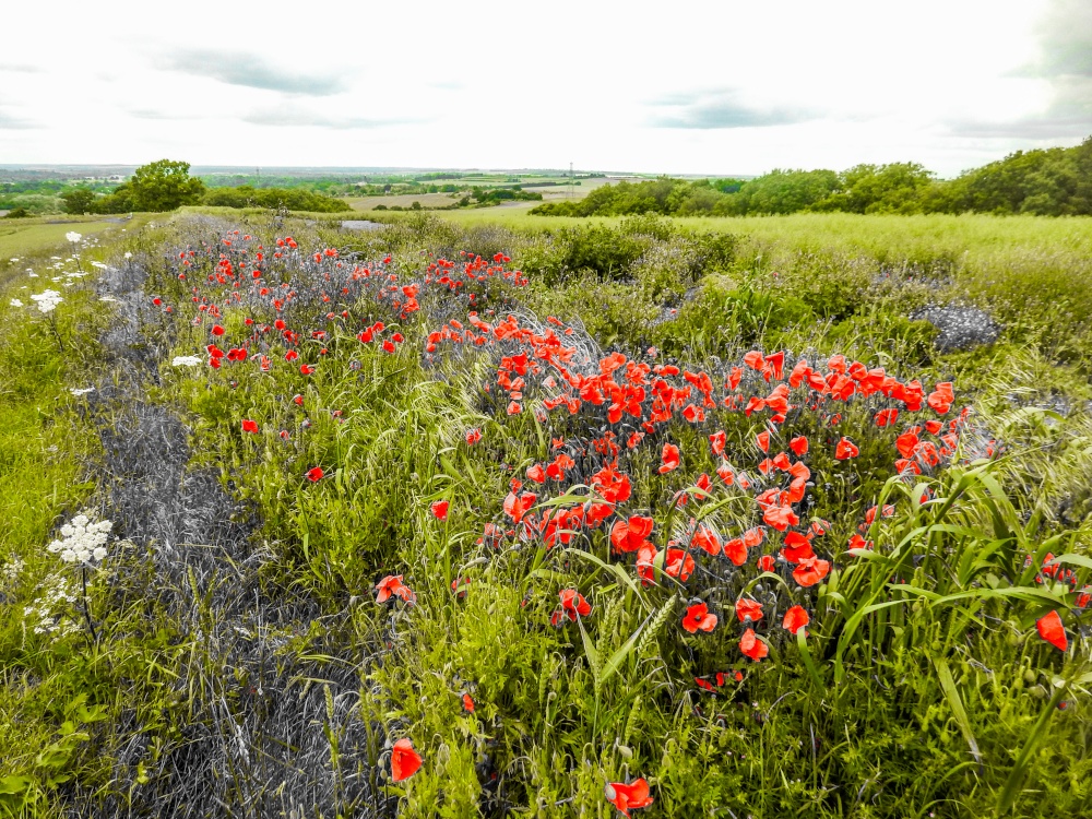 The Poppies