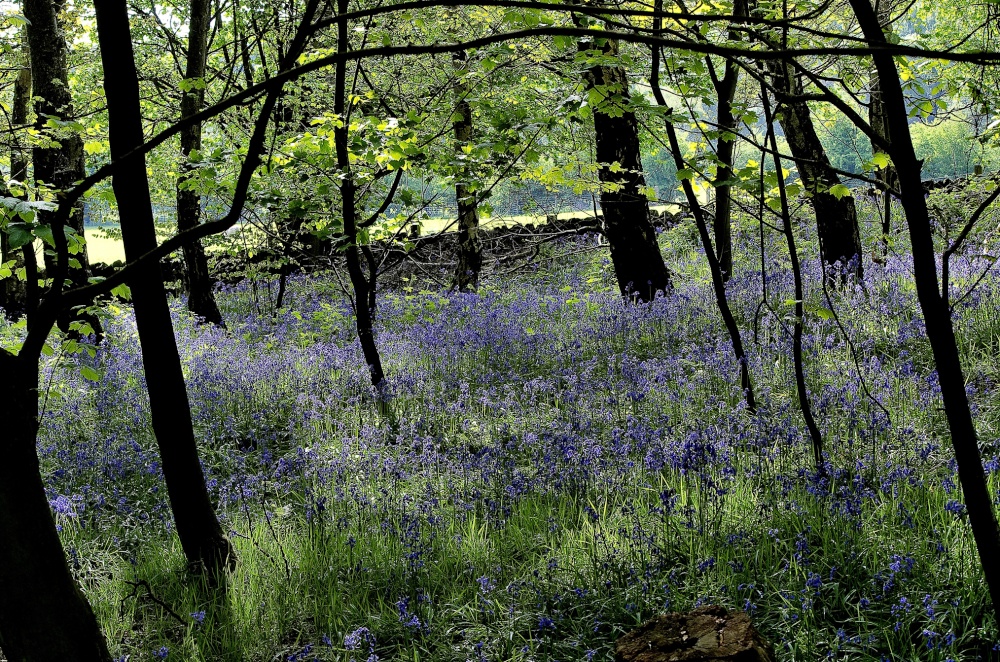Bluebells at Newmillerdam Country Park
