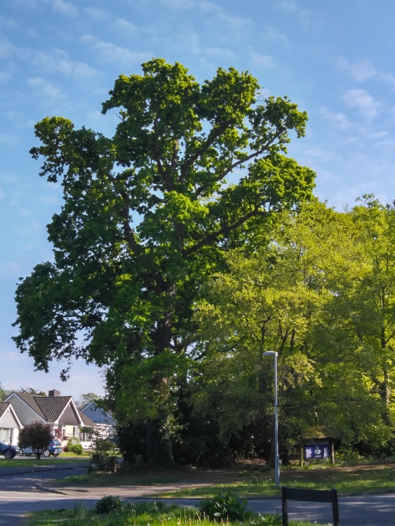 Magestic Oak Tree in Highcliffe, Dorset