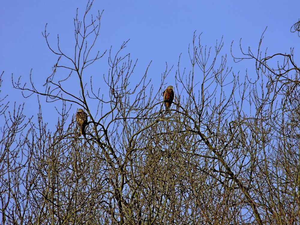 Derwent Valley red kites photo by Mobscooter