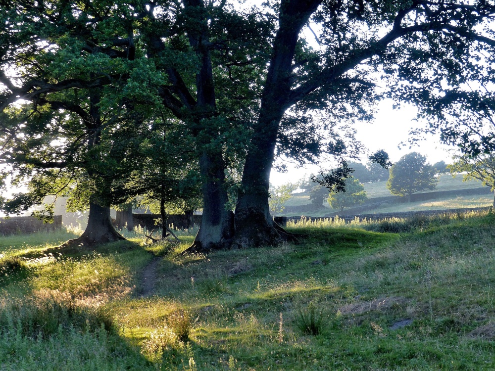 Evening Light at Oakworth