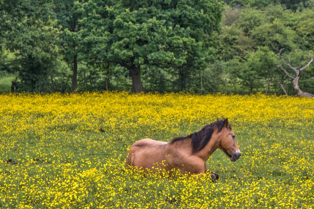 Buttercup Field