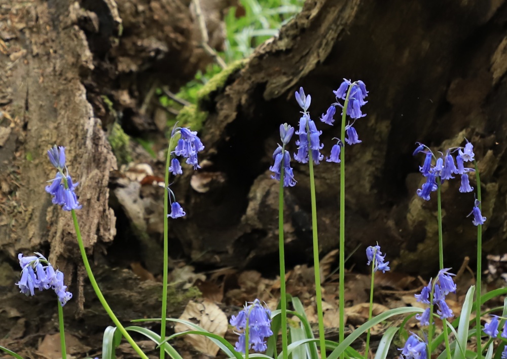 Photograph of Bluebells in Cookhams Wood, Crowborough, East Sussex