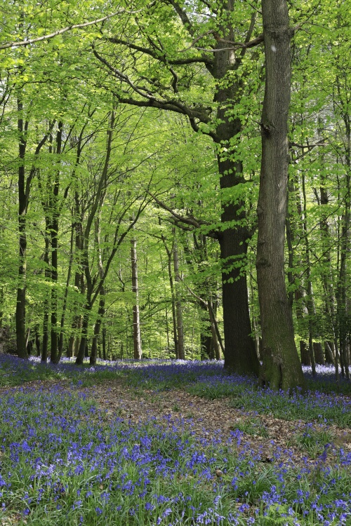 Bluebells in Cookhams wood, near Crowborough, East Sussex