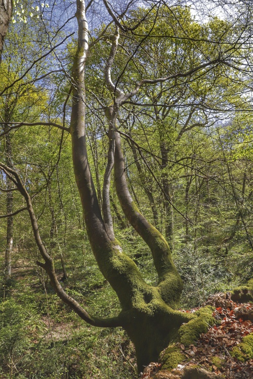 Shapely Tree in Home Wood, Crowborough, East Sussex