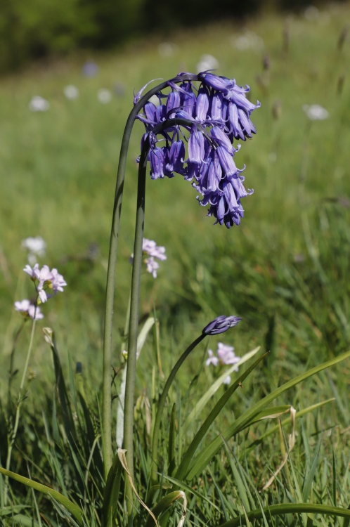 Bluebell in field near Cookhams Wood, Crowborough, East Sussex