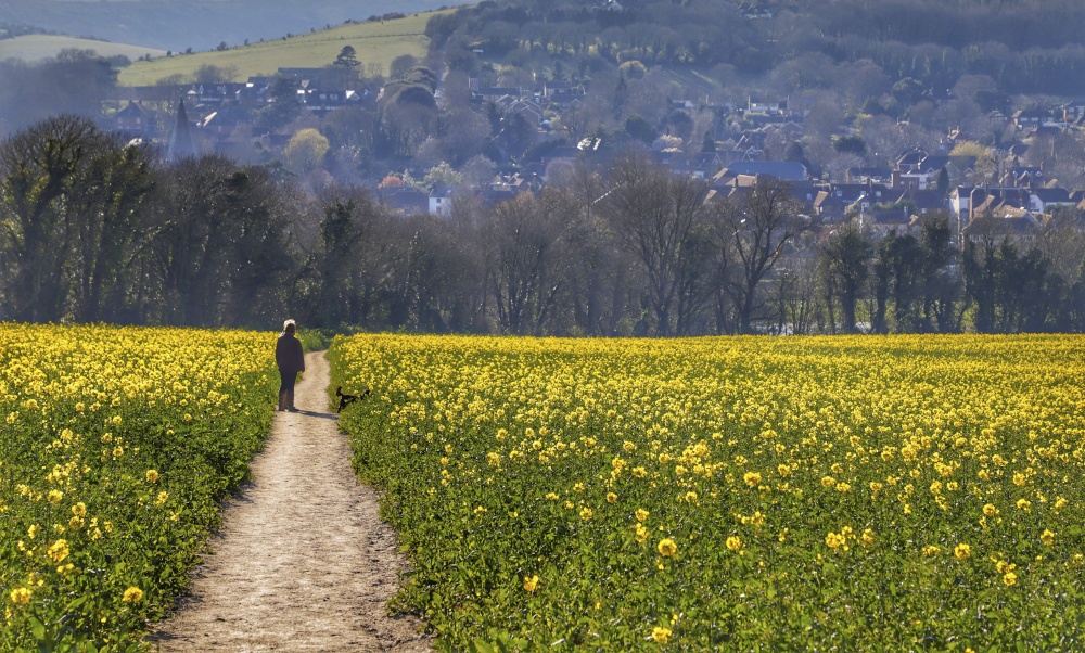 Footpath through a Rape Field in Alfriston, East Sussex