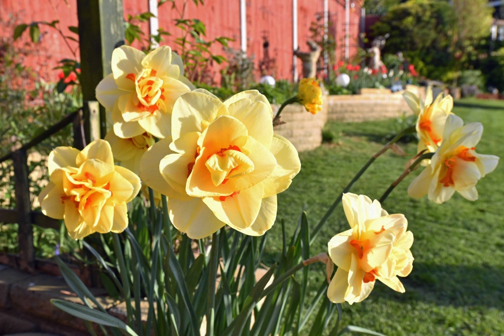 Under isolation with just my garden