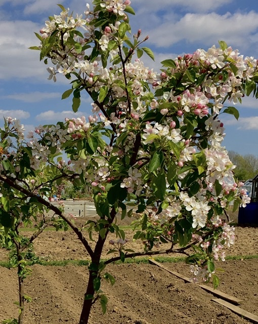 Apple tree at the Allottment.