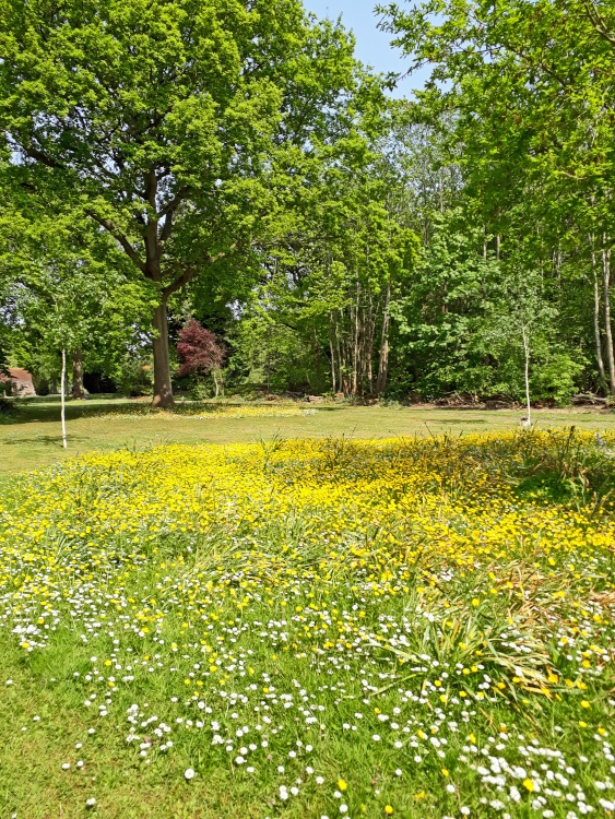Buttercups and daisies at Blue Bell Hill