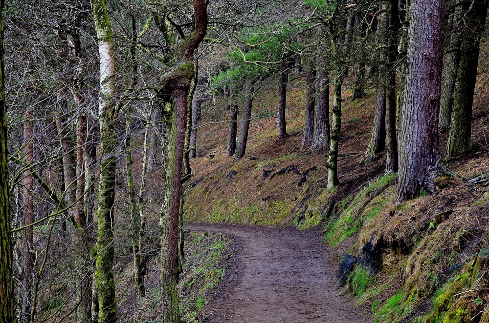 Photograph of Langsett Forest