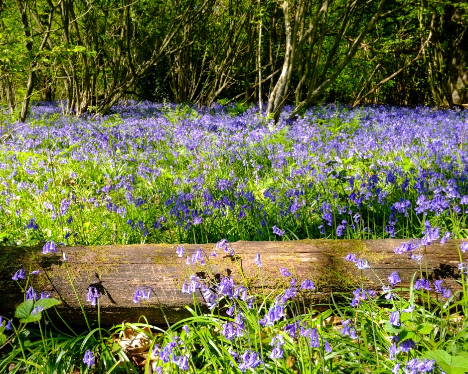 Ancient Kent Woodlands