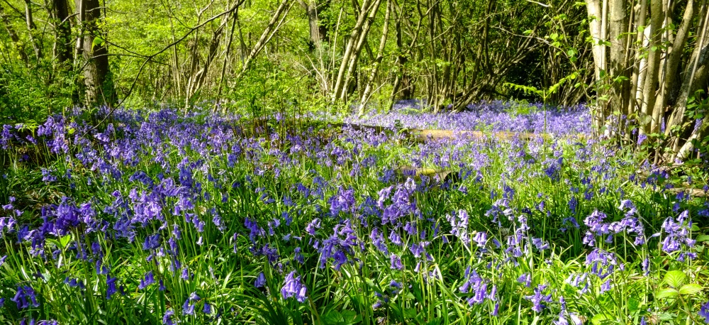 Bluebell Woods, Kent