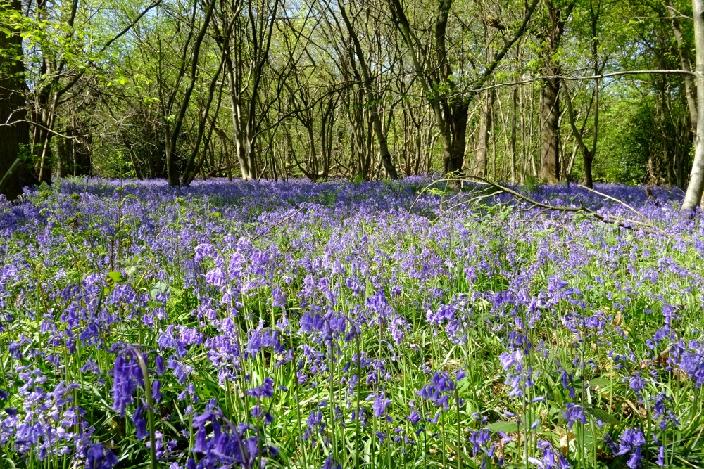 Spring Woodlands, Kent