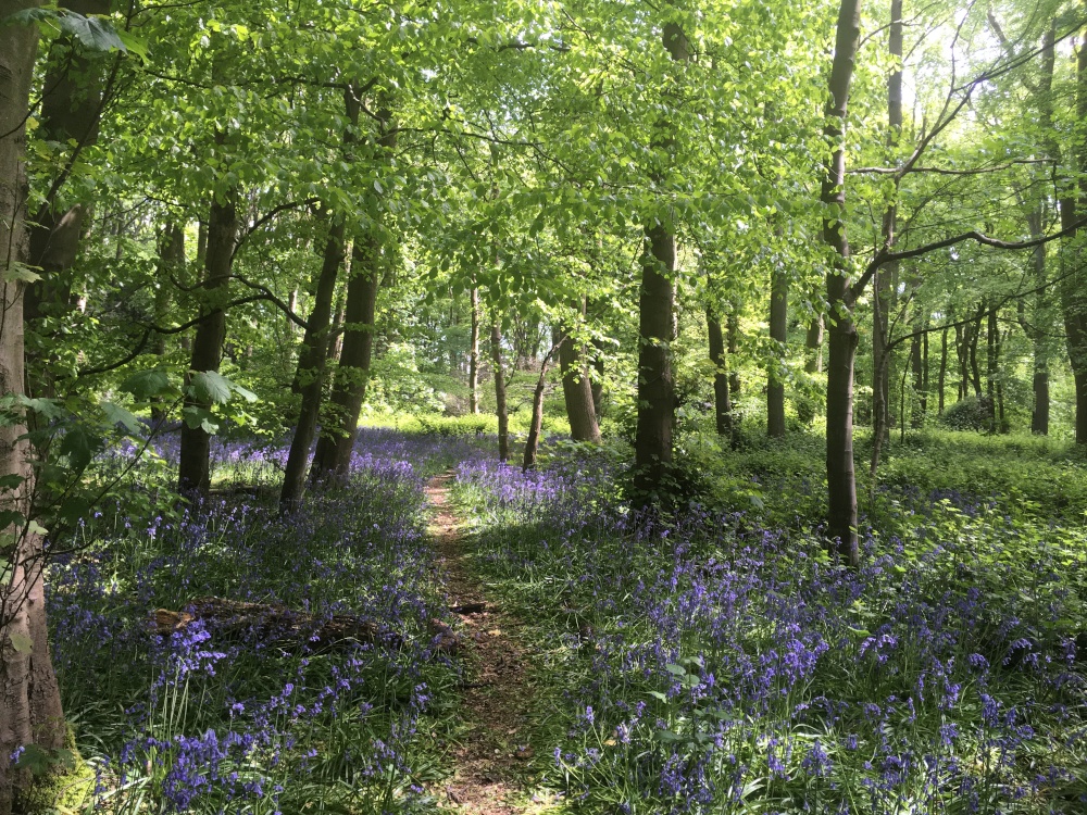 Bluebell wood, Cawston