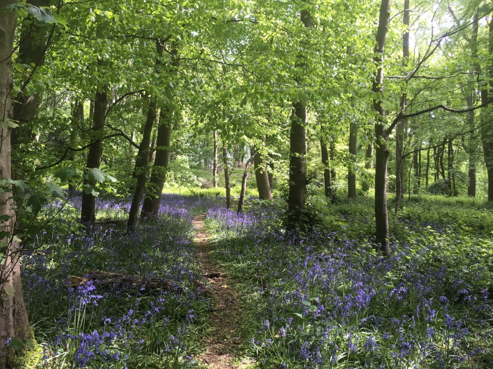 Photograph of Bluebell wood, Cawston
