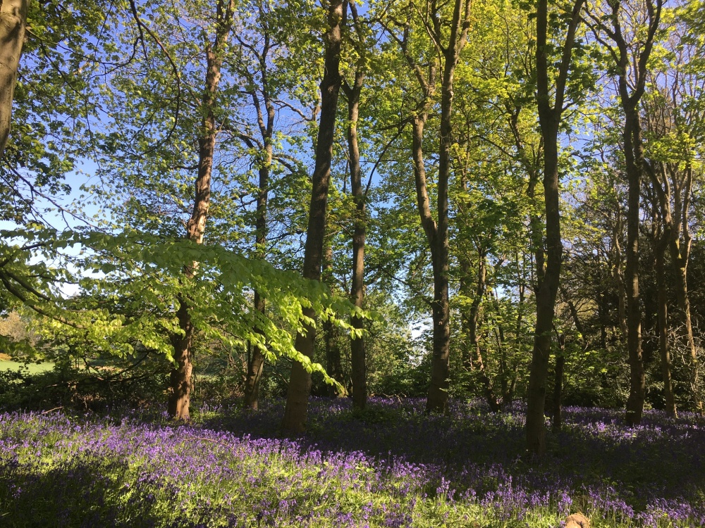 Cawston Bluebell Wood