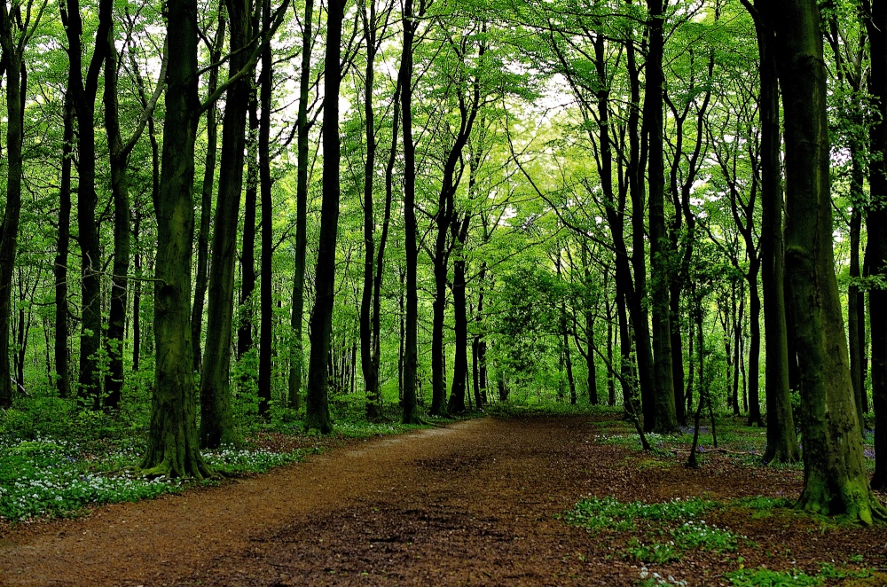 Melton Wood Country Park, Sprotbrough
