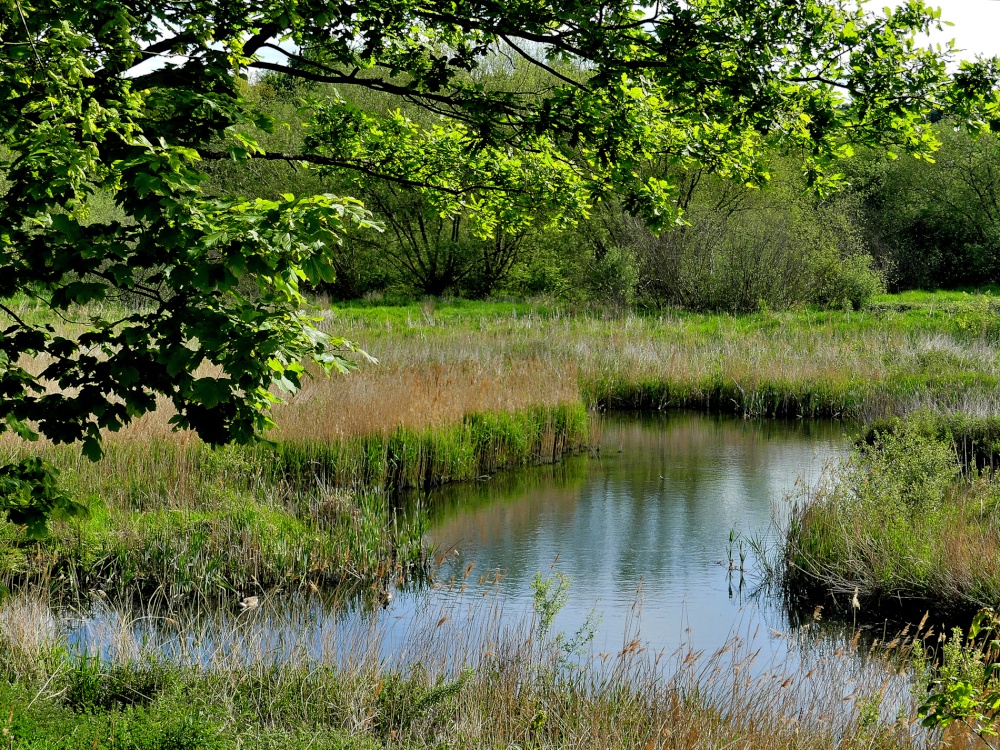 Carlton Marsh Nature Reserve photo by Tom Curtis