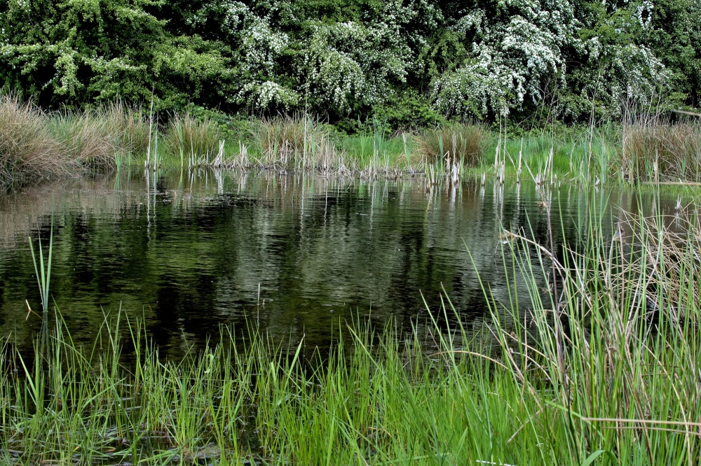 Potteric Carrr Nature Reserve, Doncaster
