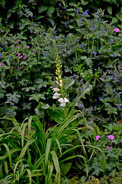 East Budleigh foxgloves