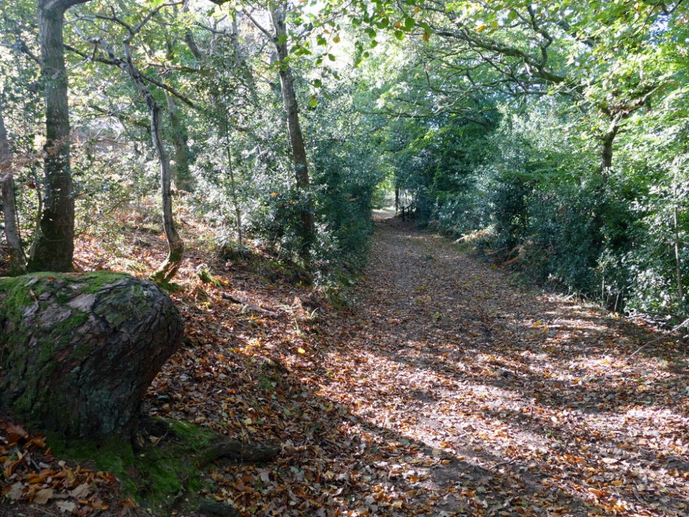 Aylesbeare common photo by Pat Trout