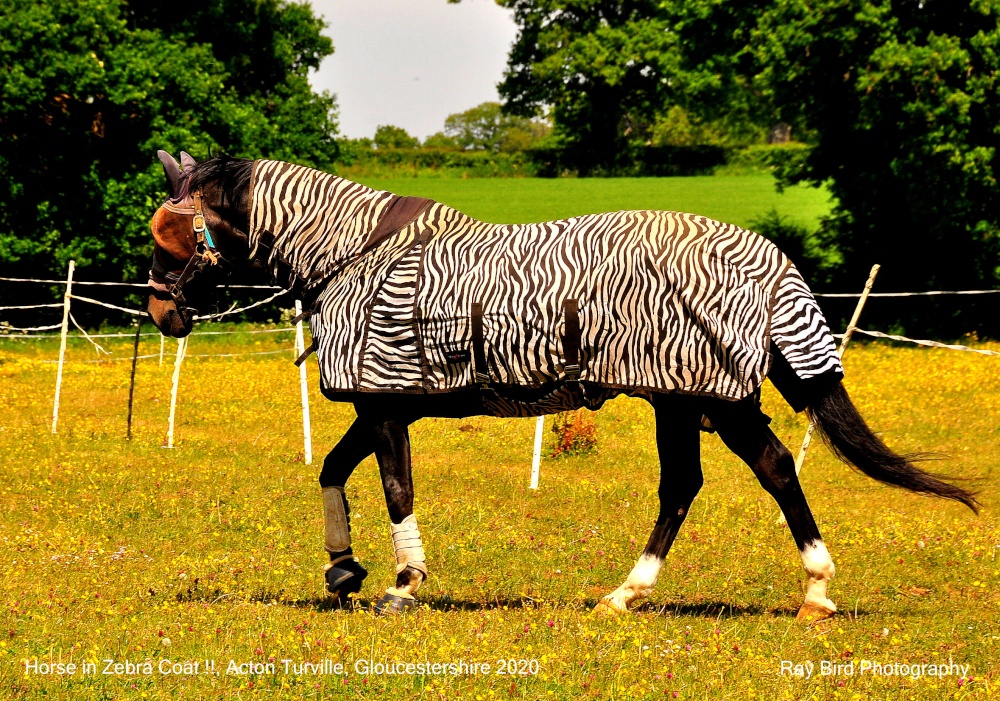 Horse in Zebra Clothing, Acton Turville, Gloucestershire 2020