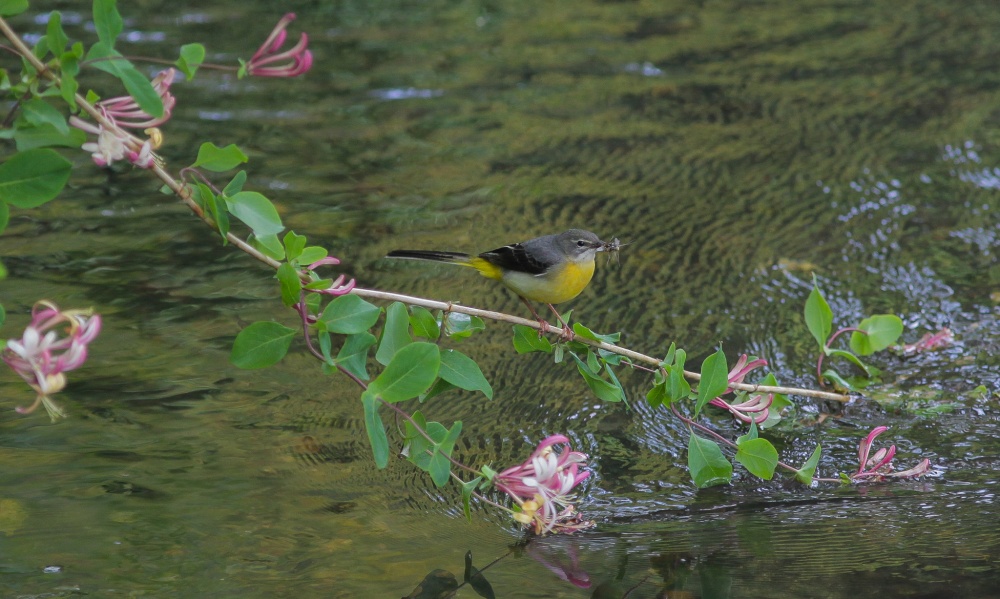 Photograph of Grey Wagtail on the Darent