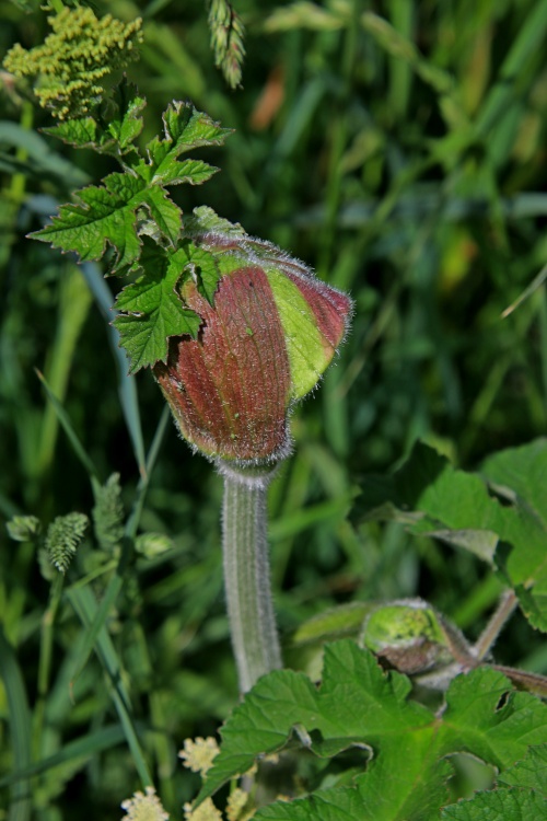 Cow parsley in Budleigh