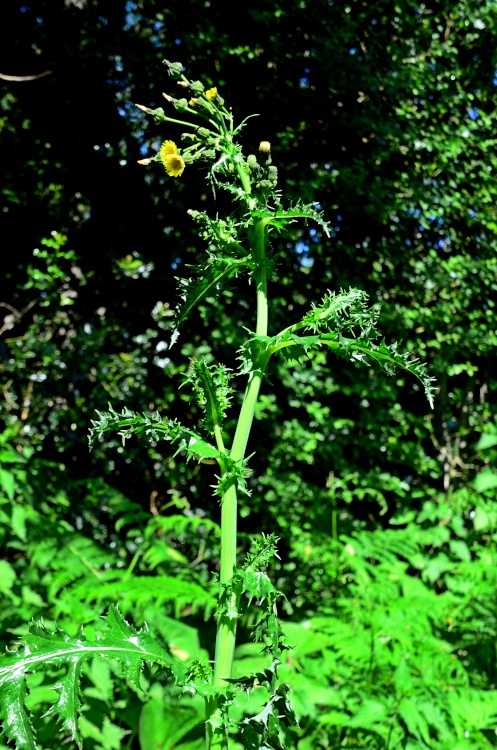 Tidwell Lane  - East Budleigh