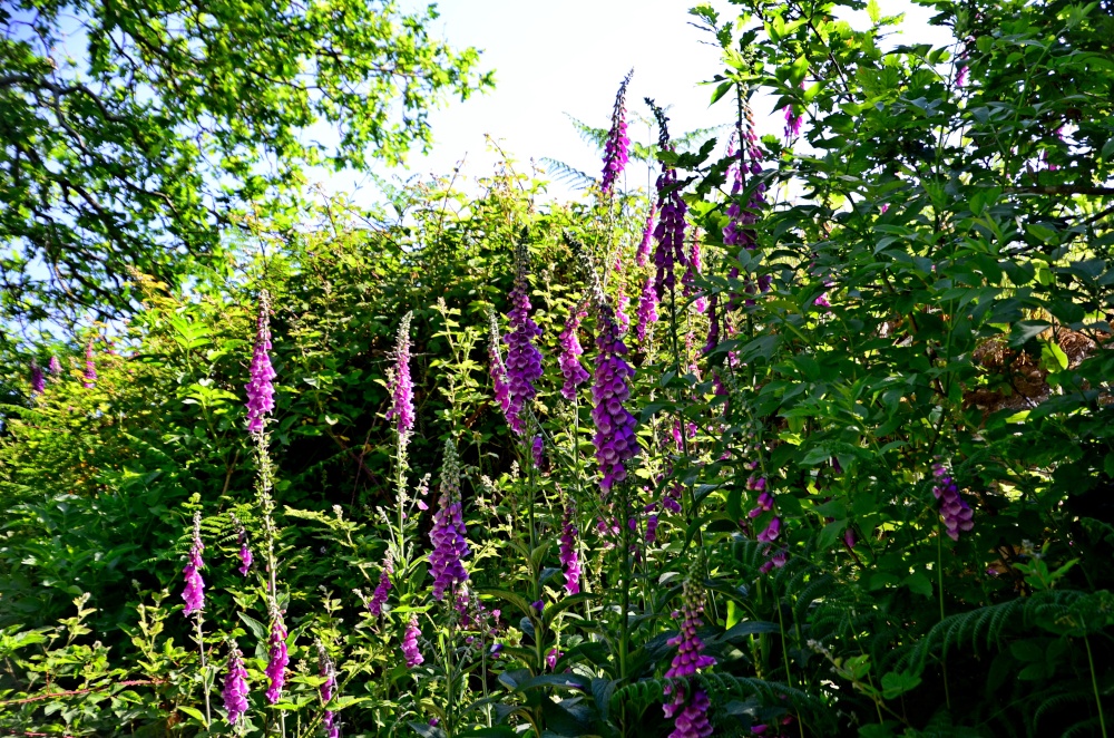 Digitalis of East Budleigh