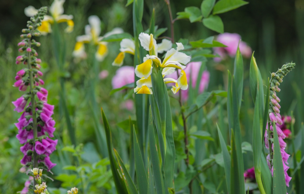 Sexbys gardens, Peckham Rye Park, London