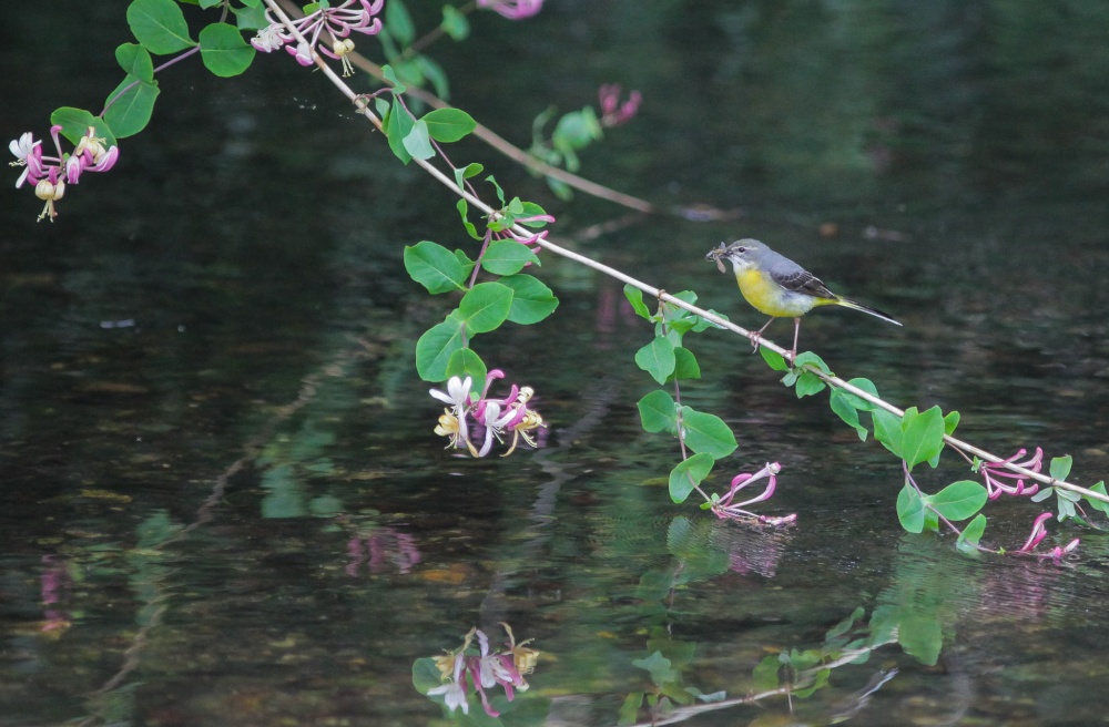 Grey Wagtail on the Darent.