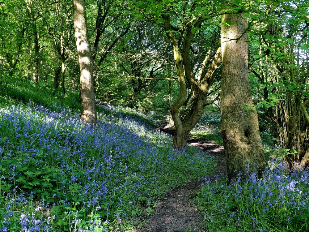 Storrs Wood, Cudworth