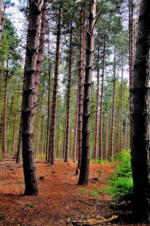 Woodland at Newmillerdam Country Park