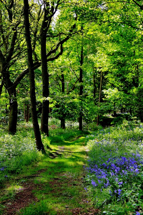 Bagger Wood near Barnsley