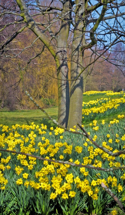 A host of golden daffodils