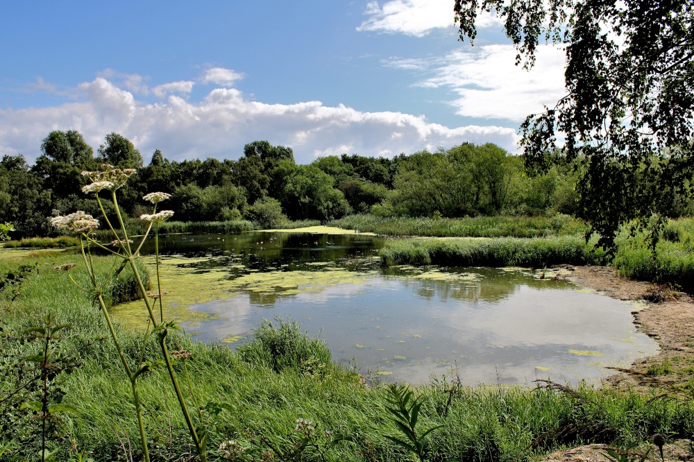 Carlton Marsh Nature Reserve photo by Tom Curtis