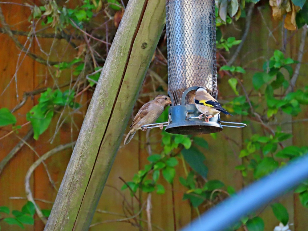 Budleigh sparrow and goldfinch