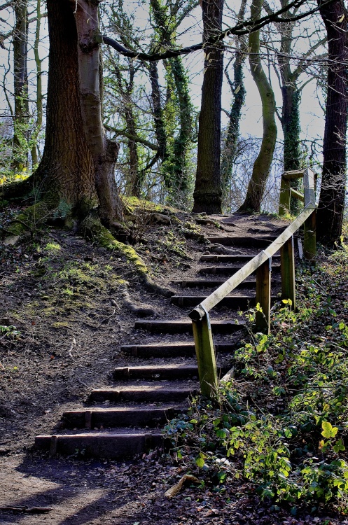 Woodland at Elsecar Park