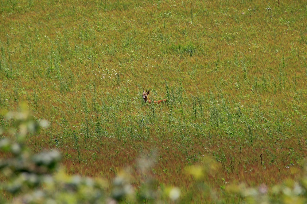 Budleigh - Barley field
