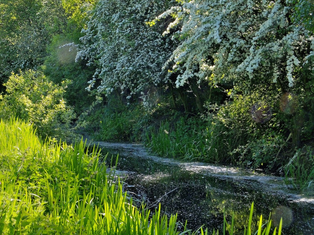 Fairburn Ings near Castleford
