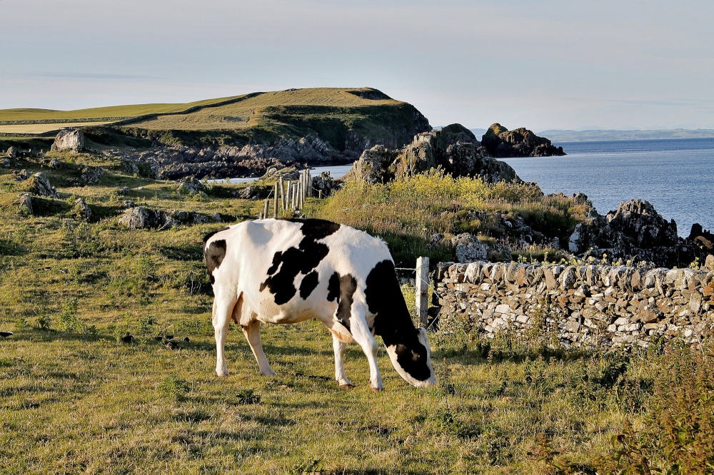 Photograph of Freesian Cattle Isle of Whithorn