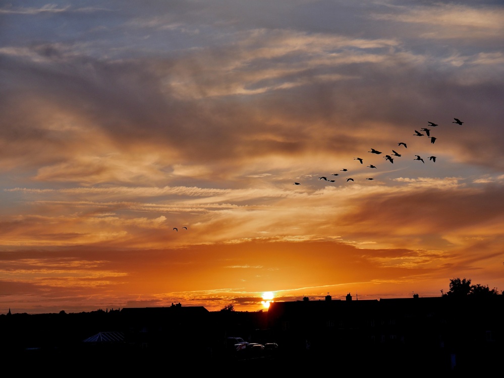 Geese at Sunset Cudworth