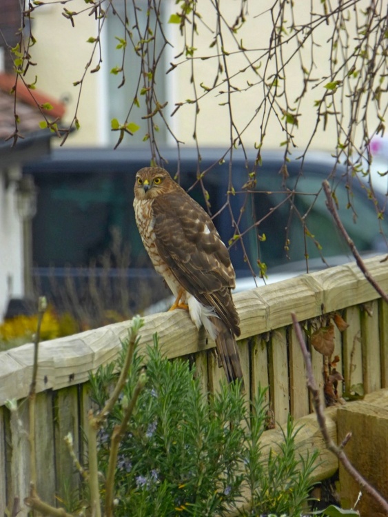 A local bird of Beckenham